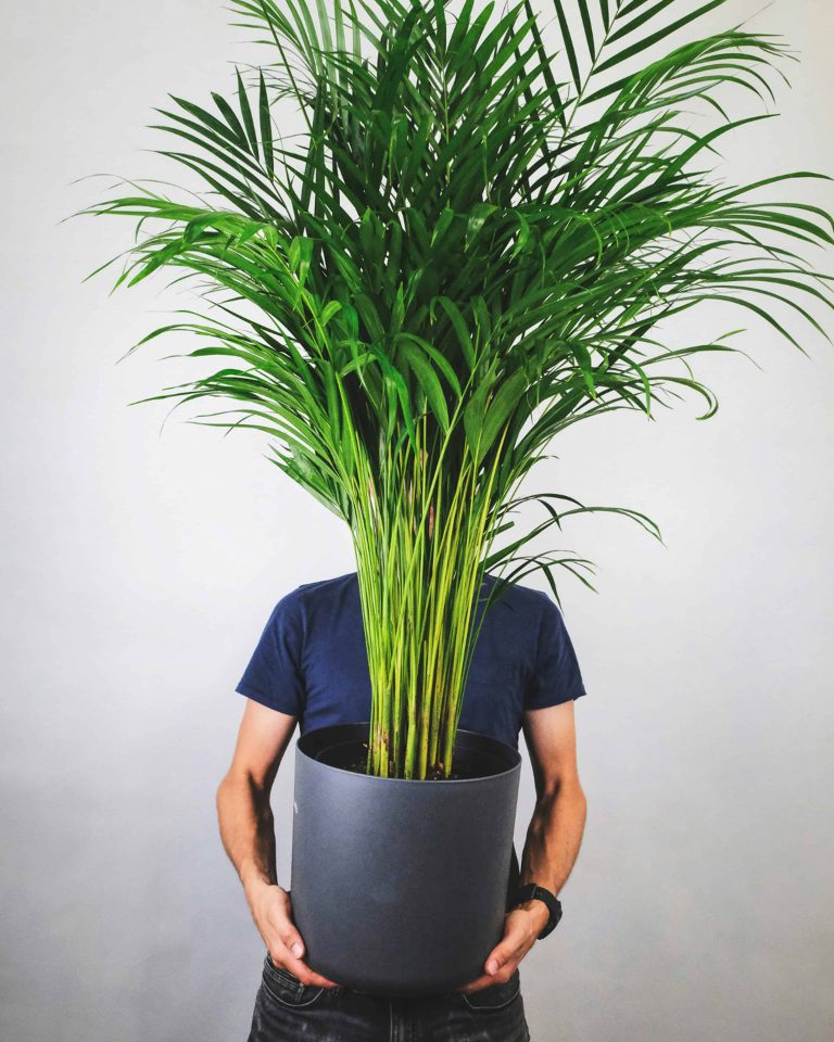A man in blue shirt holding areca palm plant in black pot