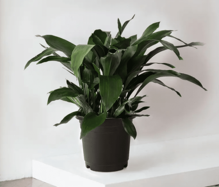 Cast iron plant in black pot