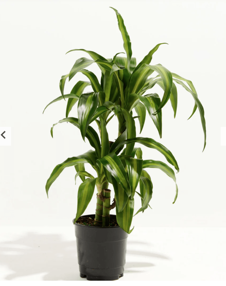 Dracaena Reflexa Care: Benefits, Growth and Common Fixes - Houseplants Nook