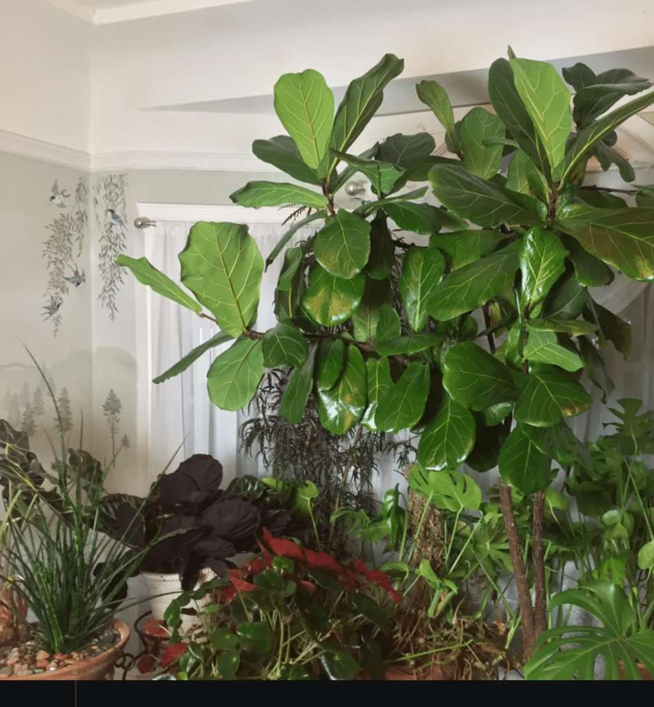 Low light (fiddle leaf at friends place)