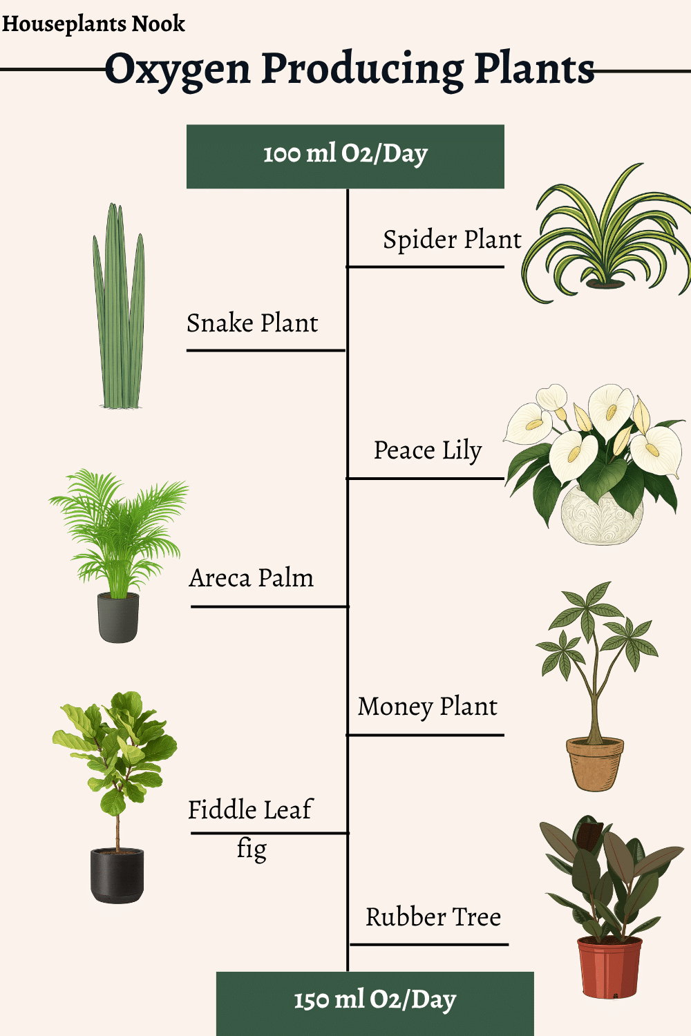 50 oxygen producing Indoor Plants (ranked by output) - Houseplants Nook