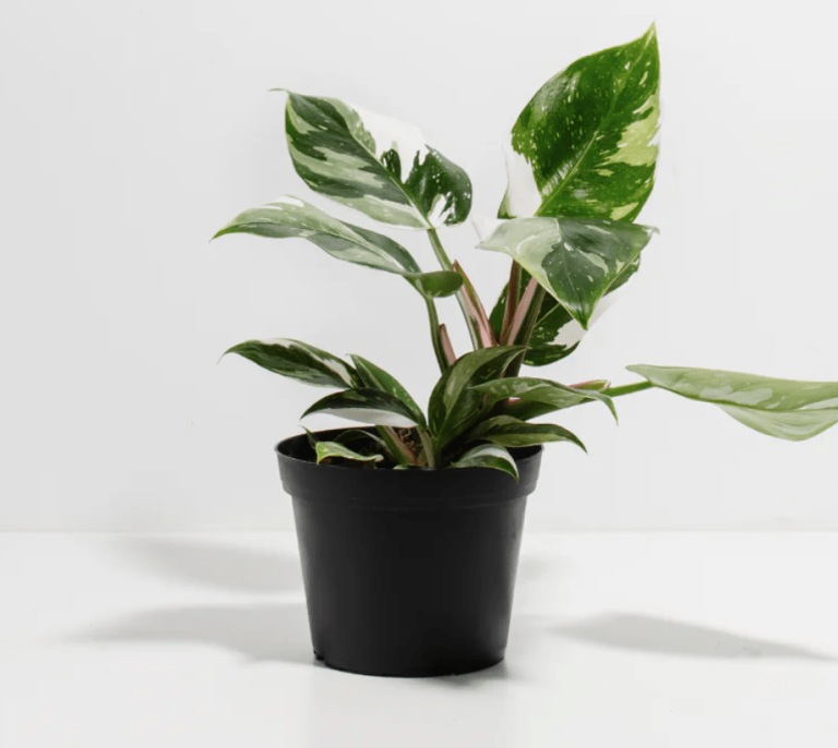 Ultimate philodendron plant care guide - Houseplants Nook