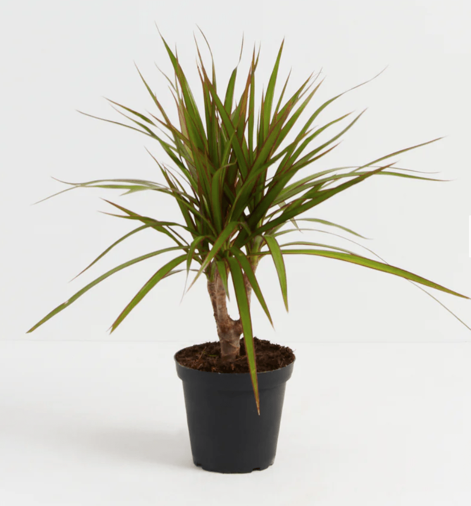 11 Low Light Indoor Trees That Actually Survive - Houseplants Nook