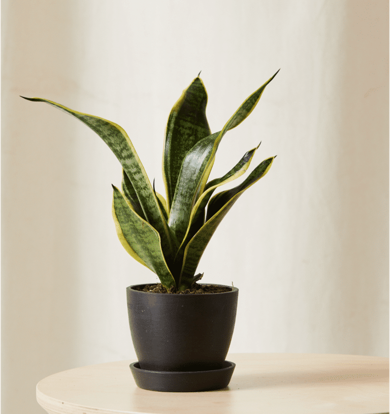 50 oxygen producing Indoor Plants (ranked by output) - Houseplants Nook