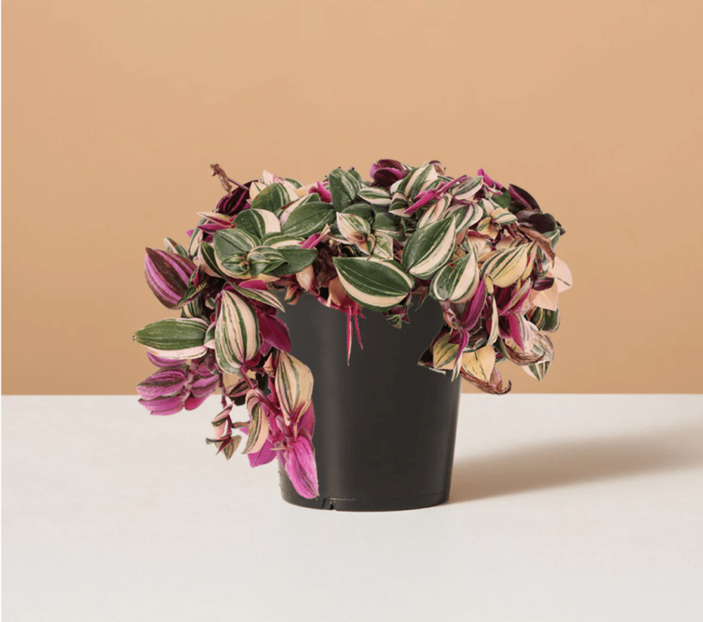 Tradescantia in black pot