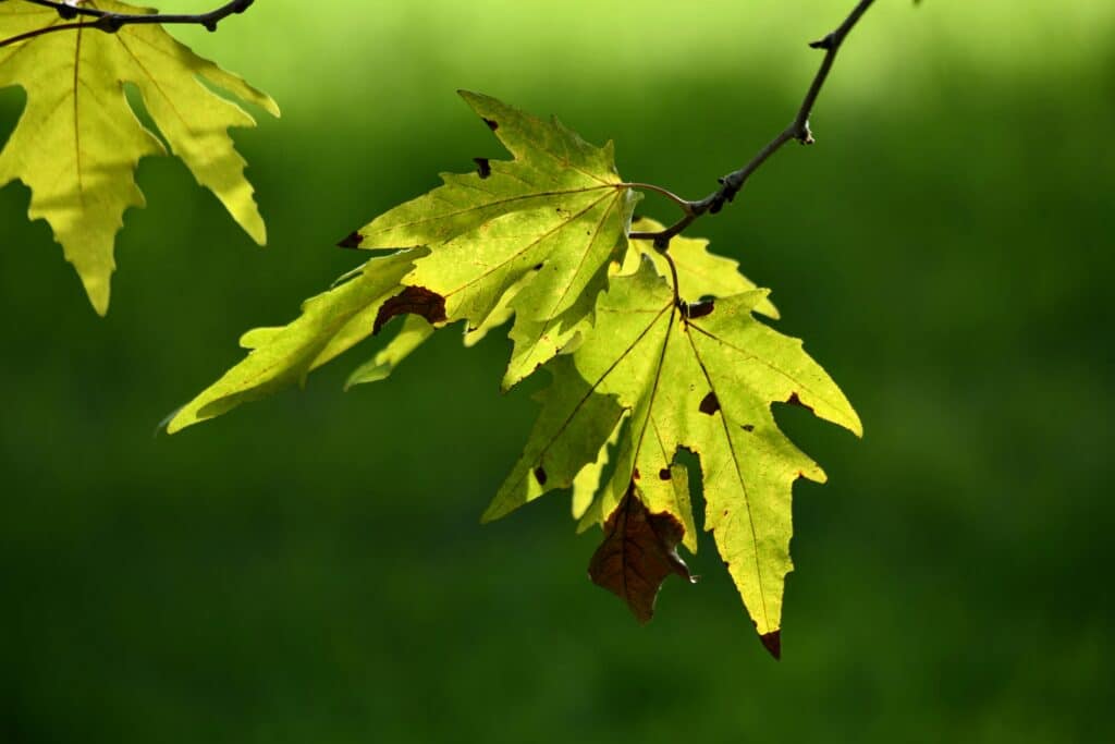 browning leaves