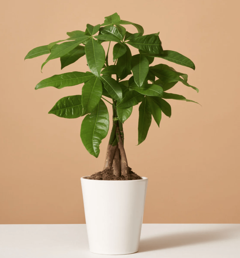 money tree in white pot