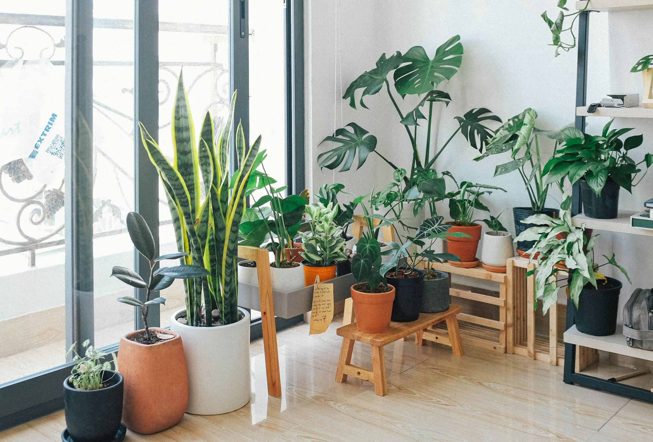 Potted Green Indoor Plants that produce more oxygen