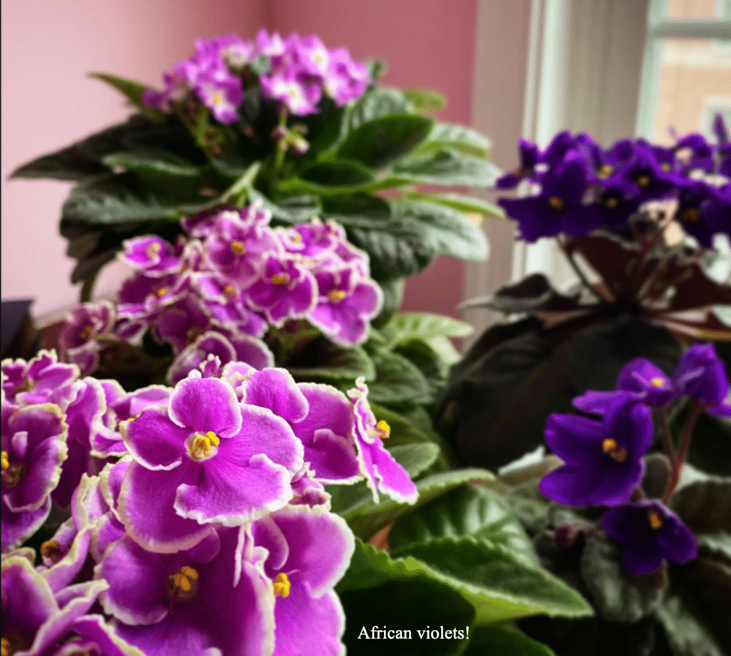 African violets arranged