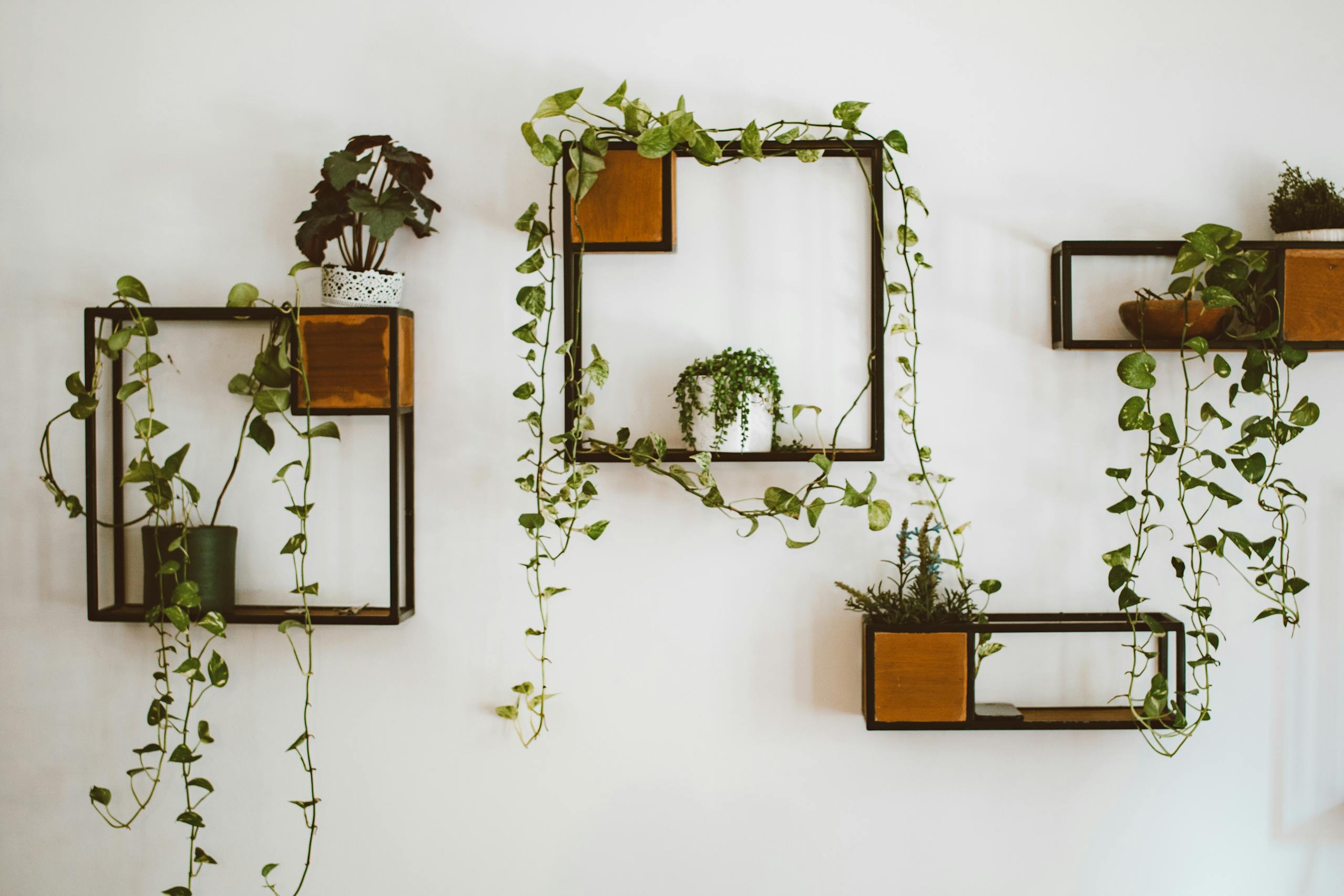 hanging houseplants in shelves