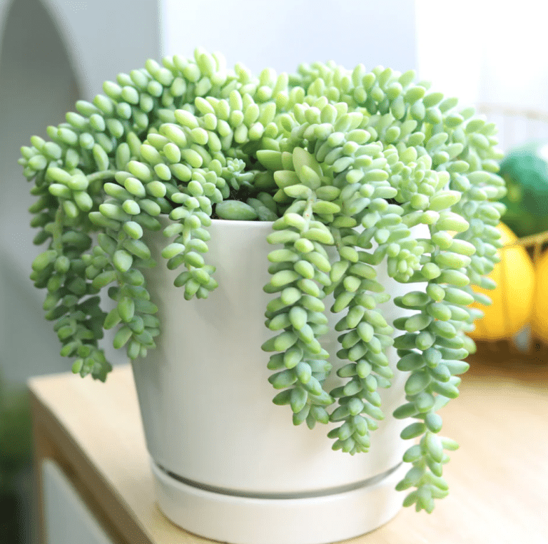 burros tail in a white pot