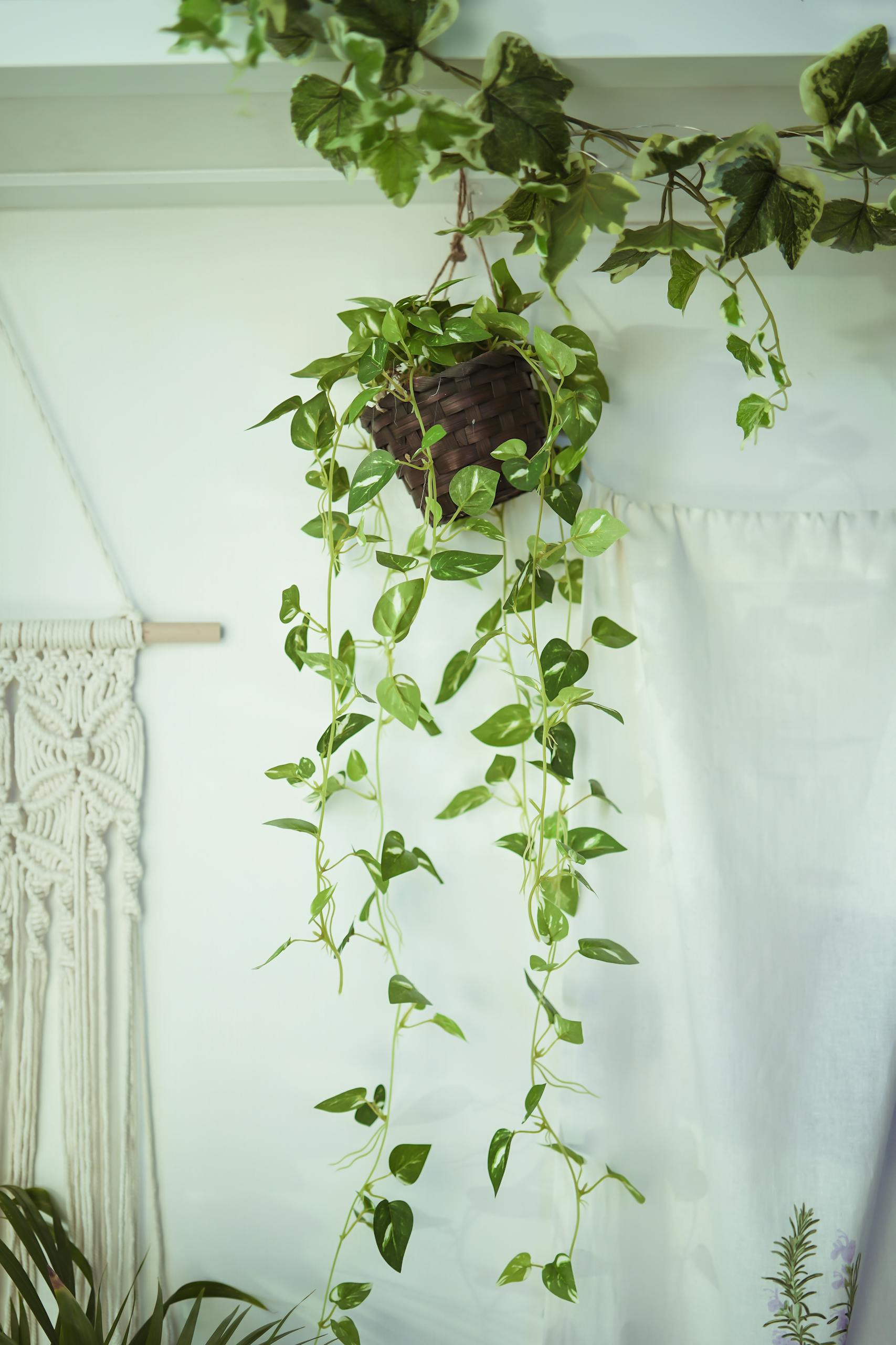 Close-up of a Pothos and Ivy Hanging in a Room with White Walls