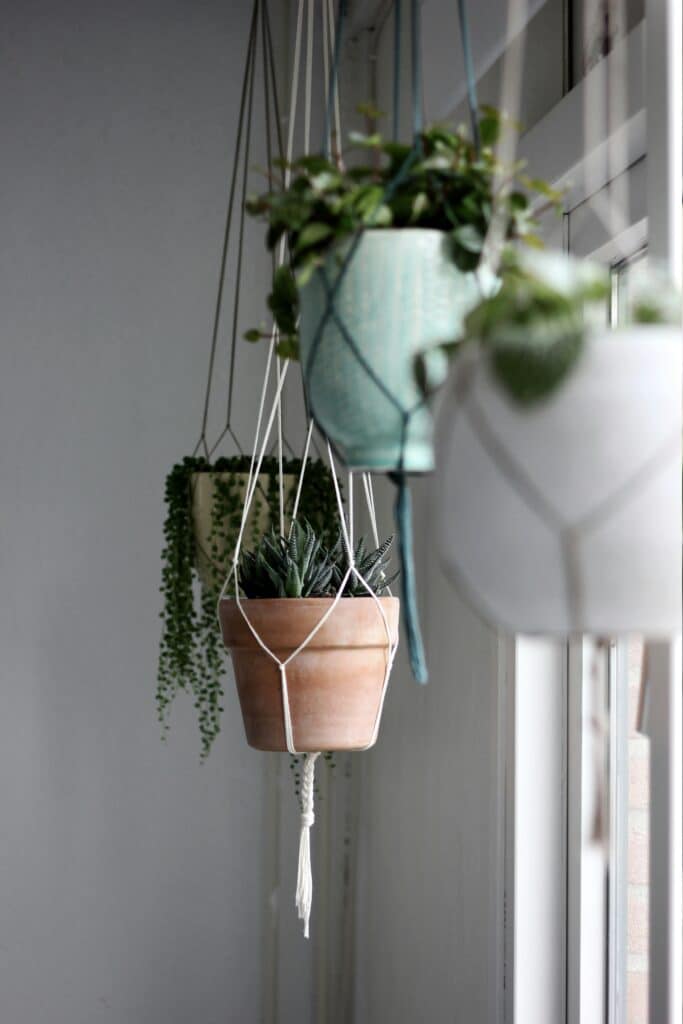 hanging houseplants