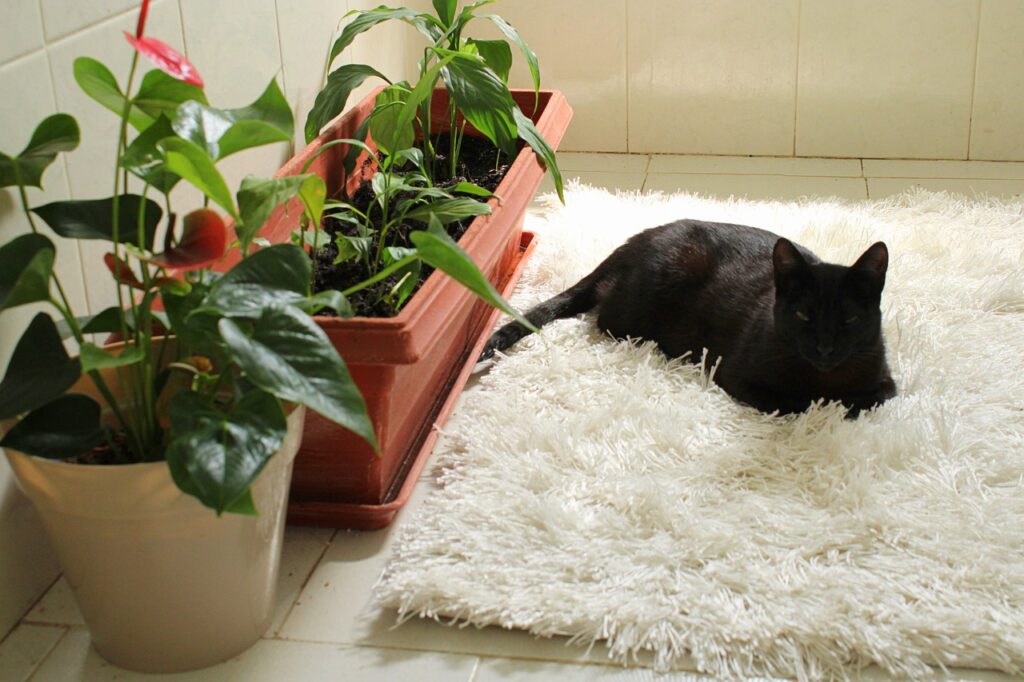 a black cat near the houseplants