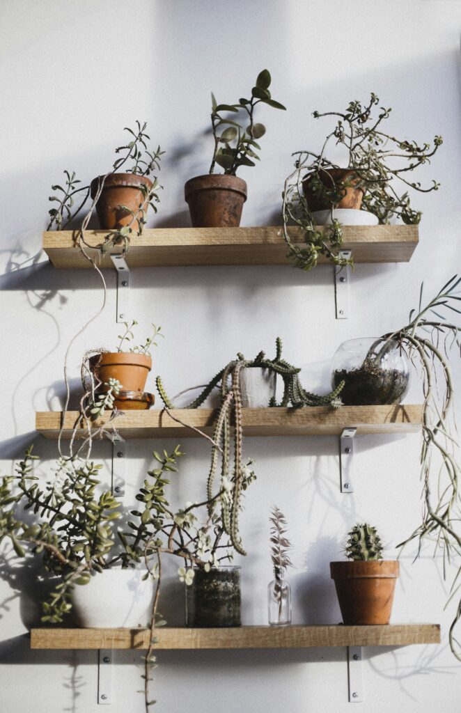 houseplants arranged on shelves with low light