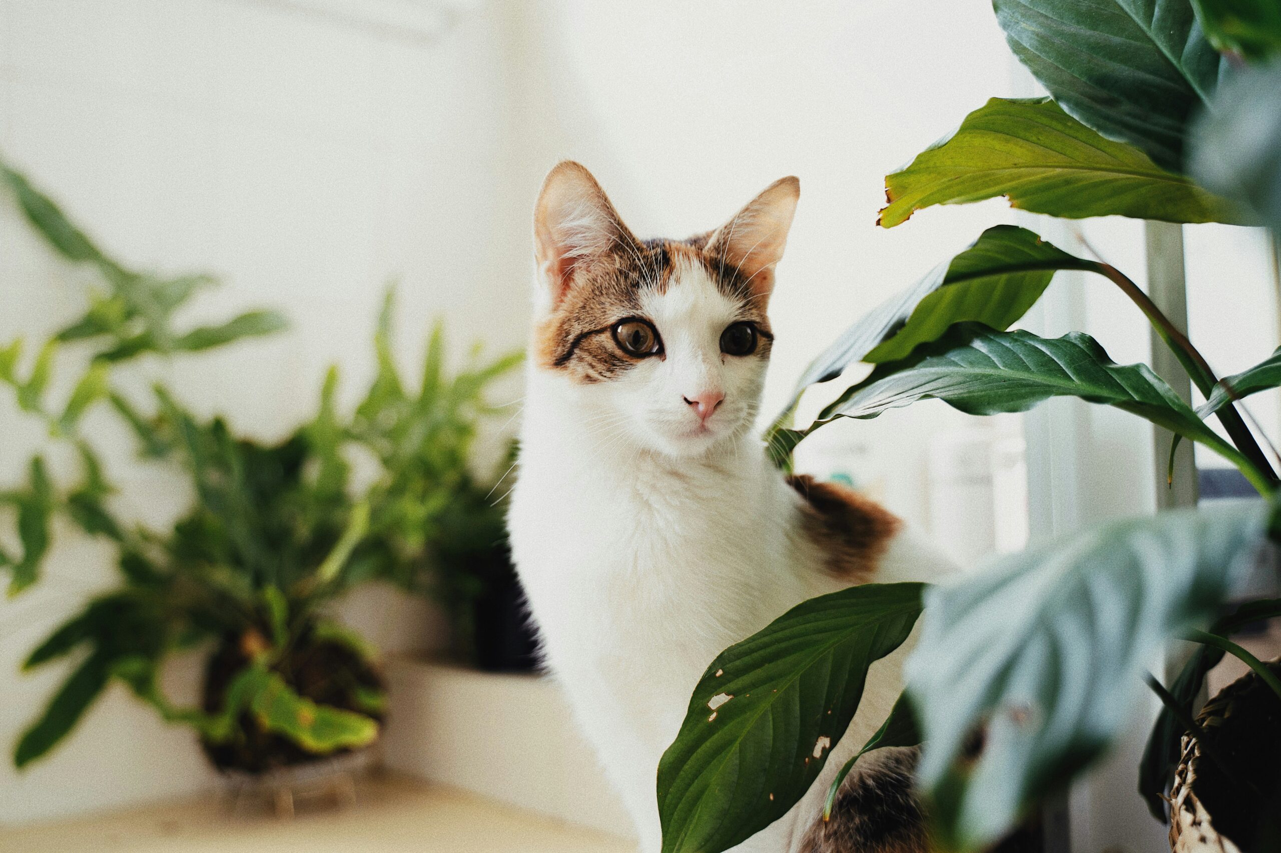 cats and indoor plants