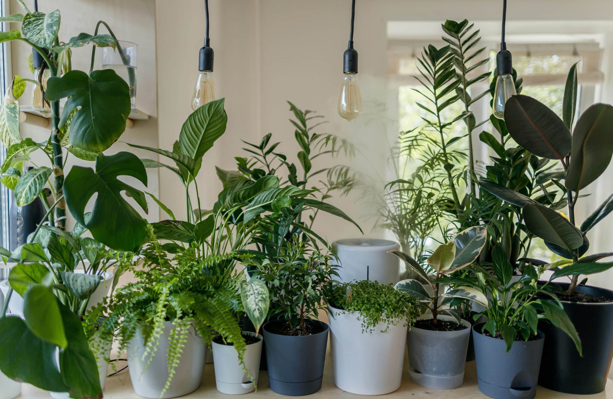 Easy care houseplants under lights