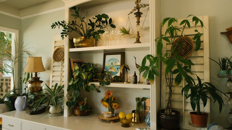 17 low light houseplants to transform your homes dark corners