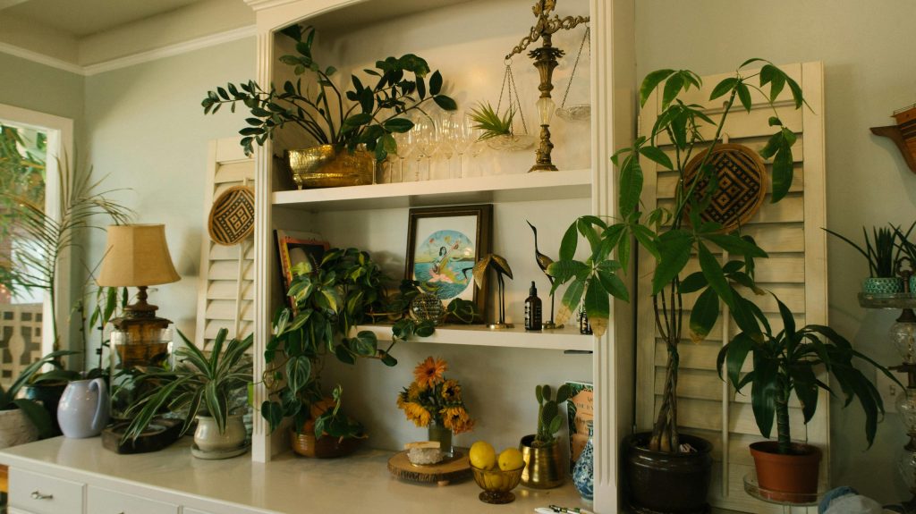 low light houseplants