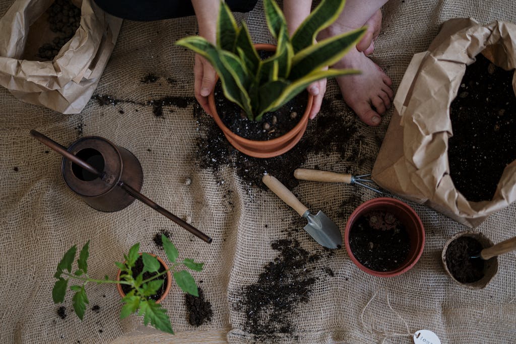 Green Plant on Brown Clay Pot and houseplant care