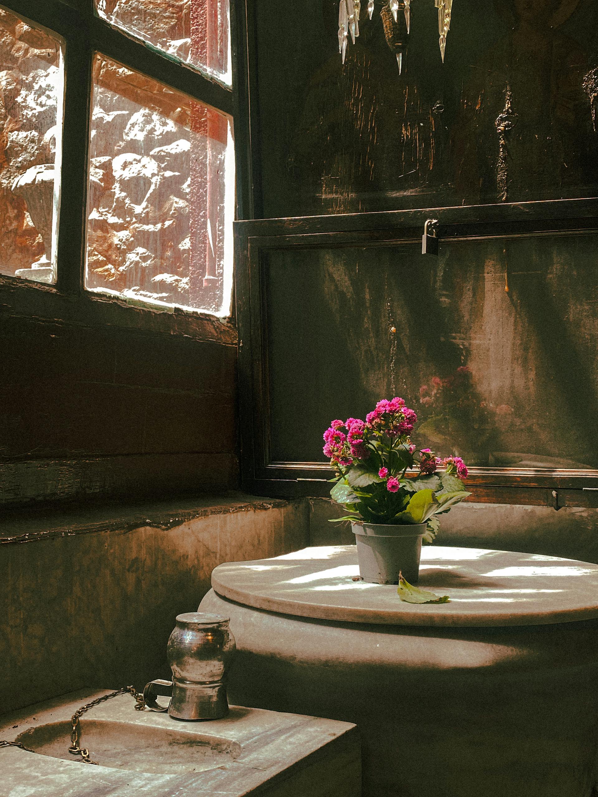 Houseplant in Rustic House Interior