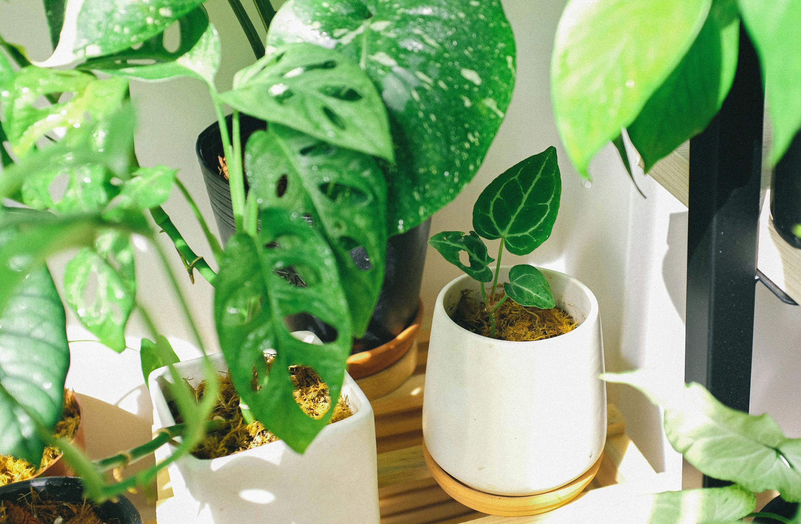 easy care indoor plants