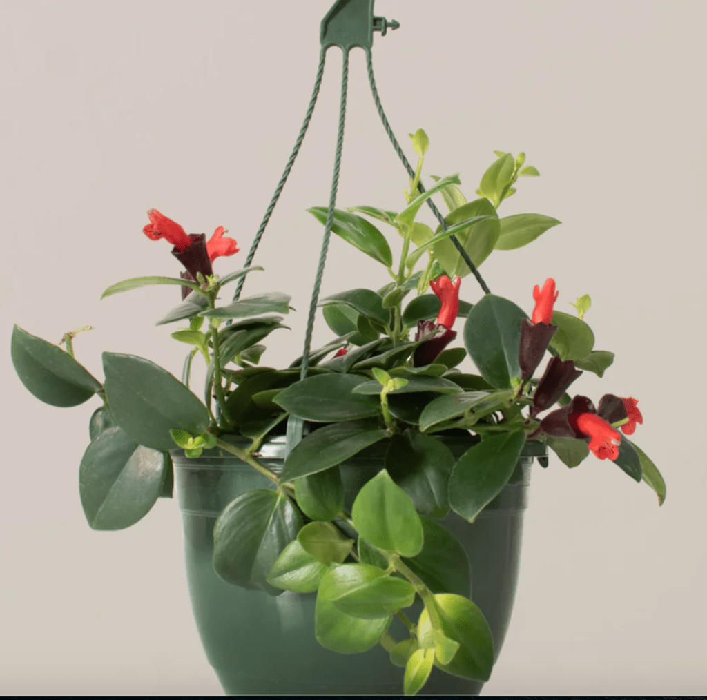 Lipstick plant in green hanging planter