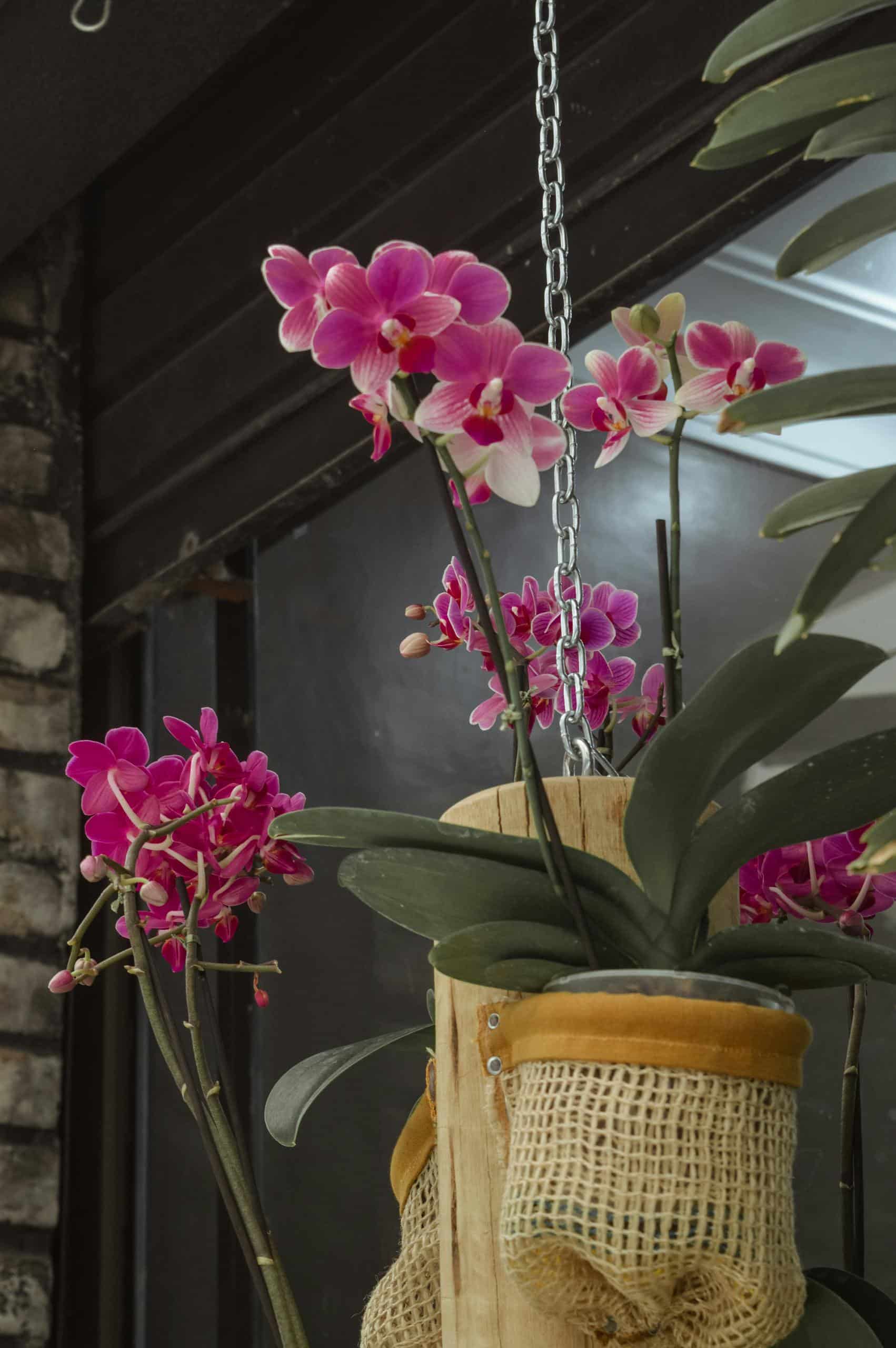 Purple Moth Orchids houseplant