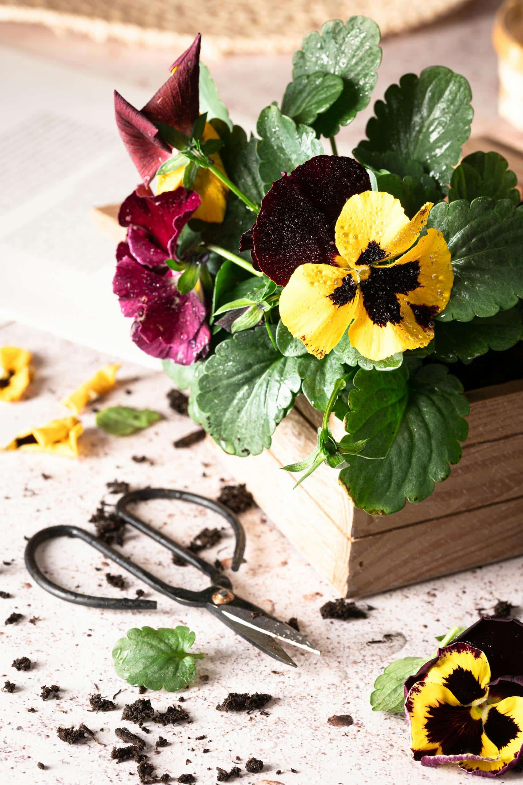 Yellow and Pink Flowering Plant on Wooden Box Beside Pruning Shears