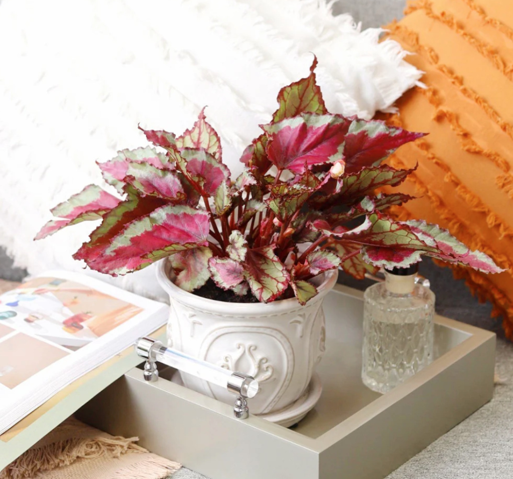 Begonia plant in a white planter