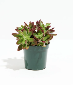 Echeveria in green pot