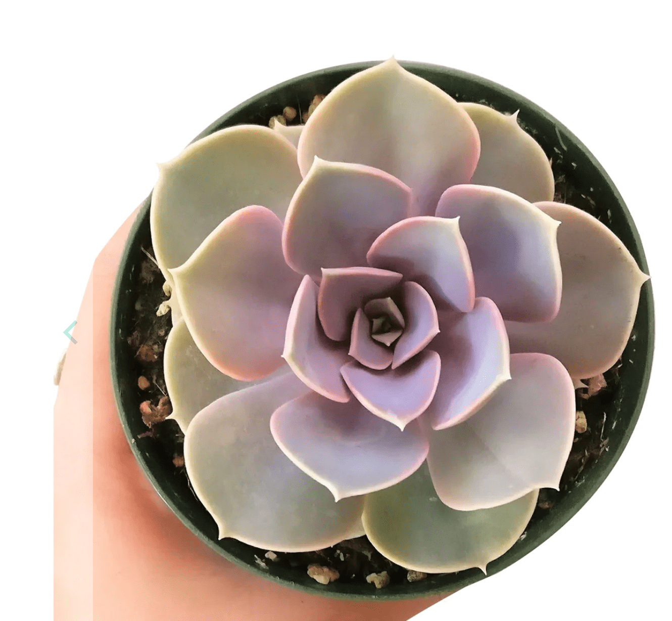 Echeveria purple