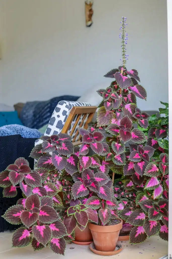 pink houseplant next to a bed