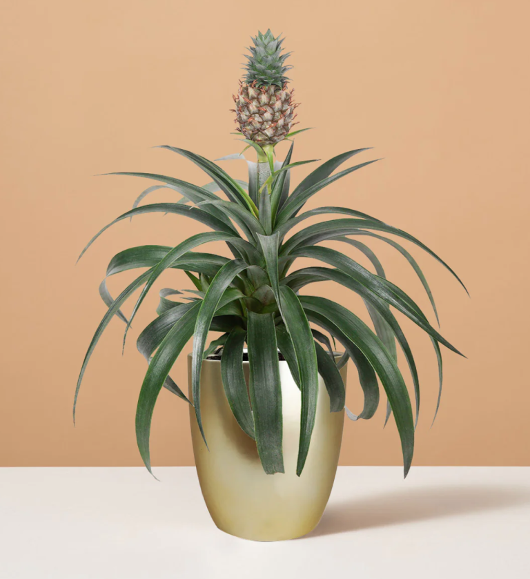 Pineapple tree in golden pot