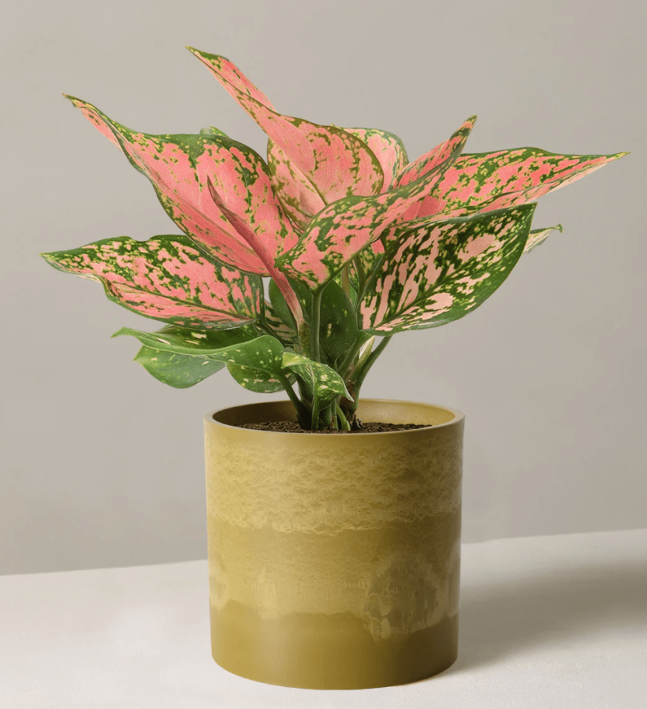 Pink Chinese evergreen in a cream pot