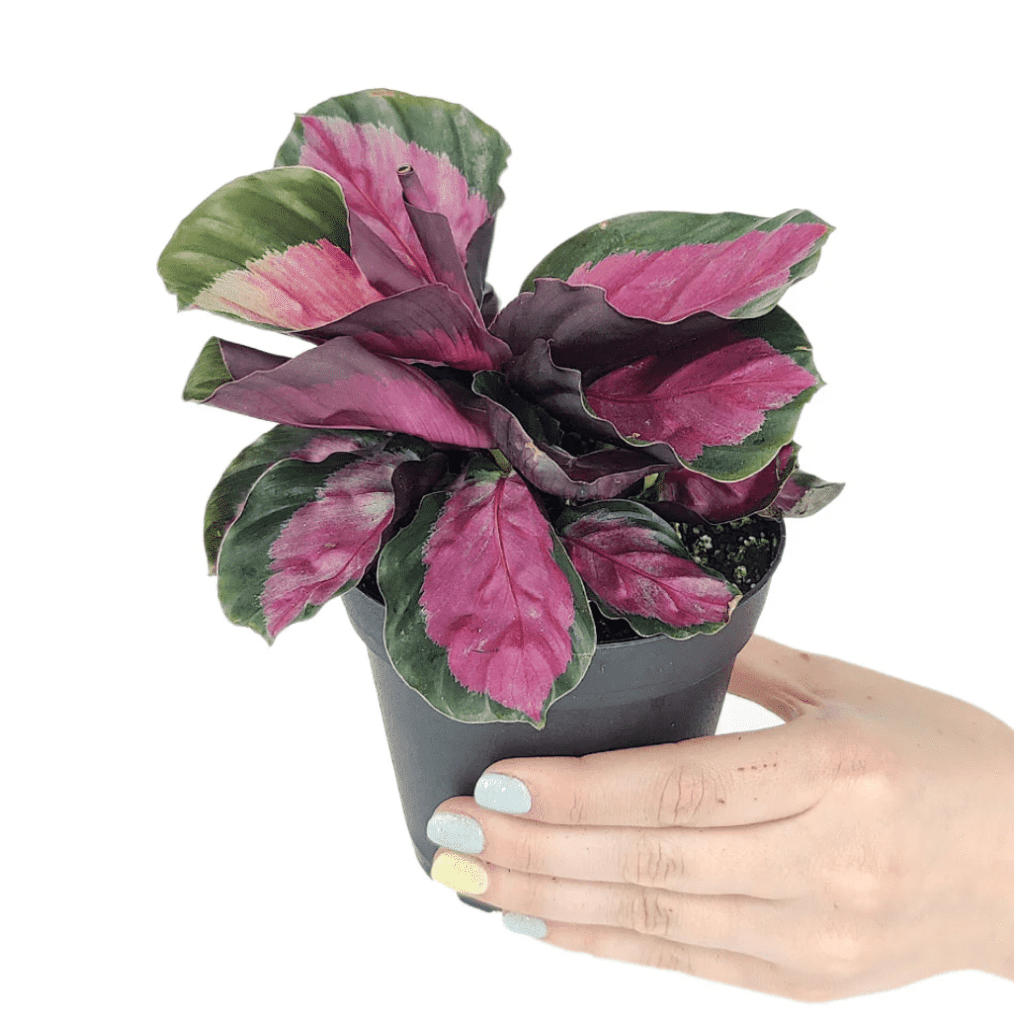 Pink calathea rosy in a green pot