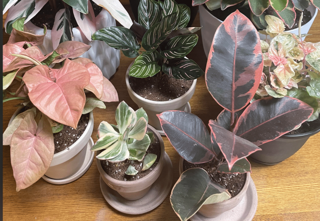 Pink houseplants arranged next to each other