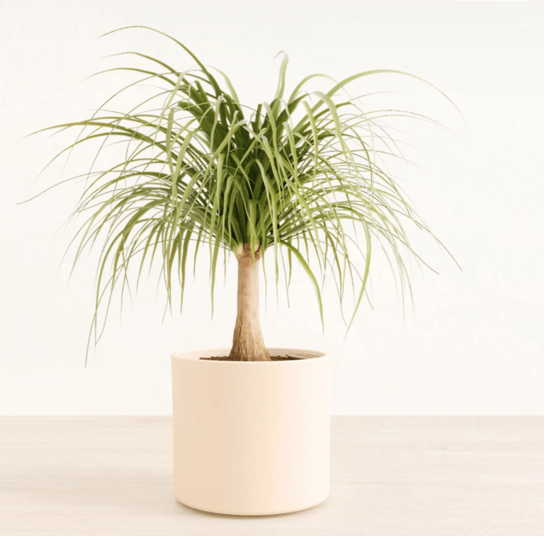 Ponytail palm in cream pot