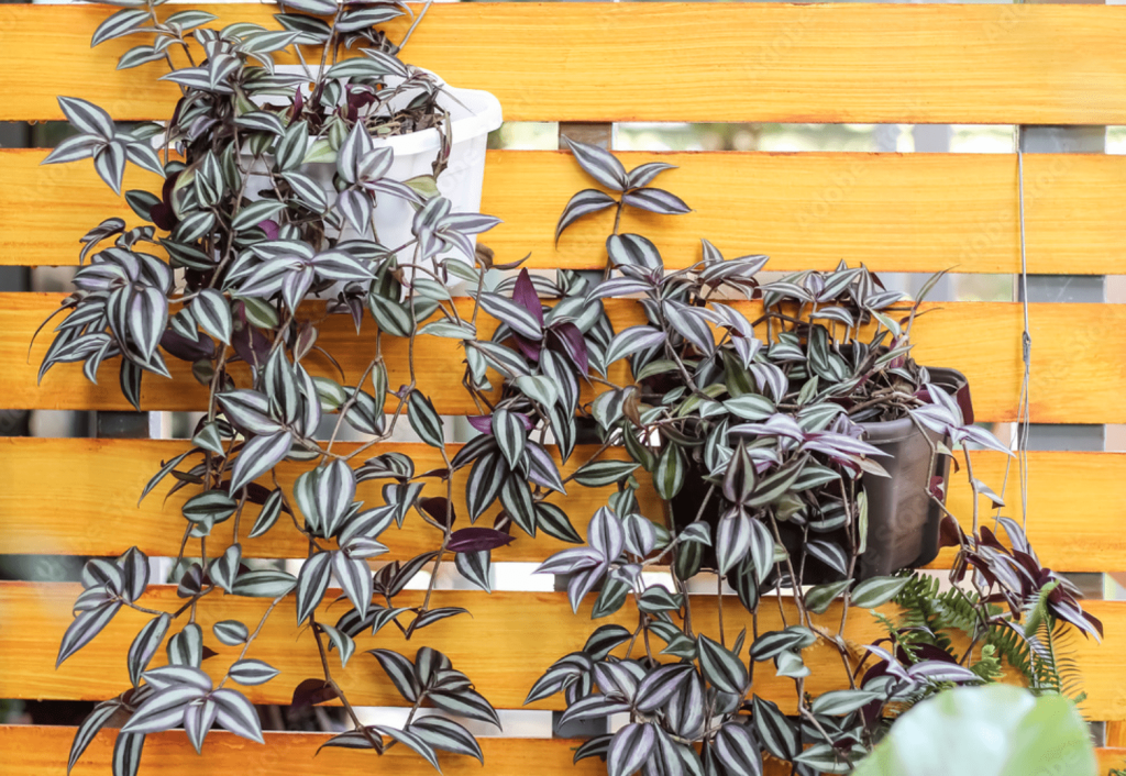 Tradescantia arranged against a yellow wall
