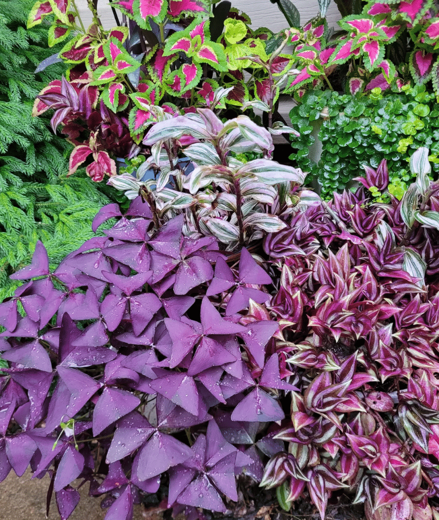 Display of purple houseplants