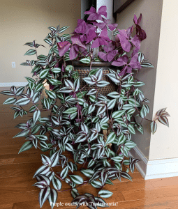 Purple tradescantia with Oxalis in our living room