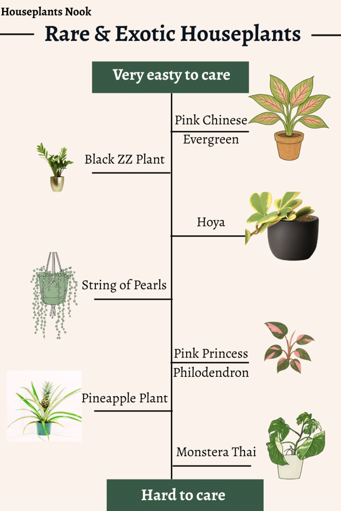 9 Rare & Exotic Houseplants Anyone Can Care For (And Where to Buy!) -  Houseplants Nook
