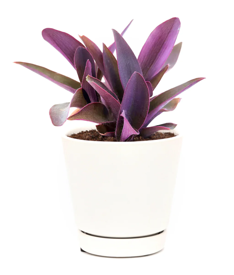 Pink Snook 9 stunning pink indoor plants anyone can care (& where to buy ...
