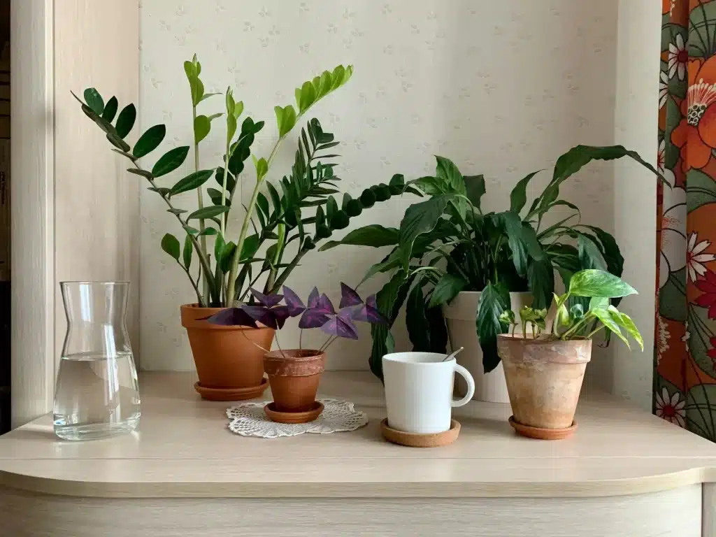 Tropical houseplants arranged together on a cream table top