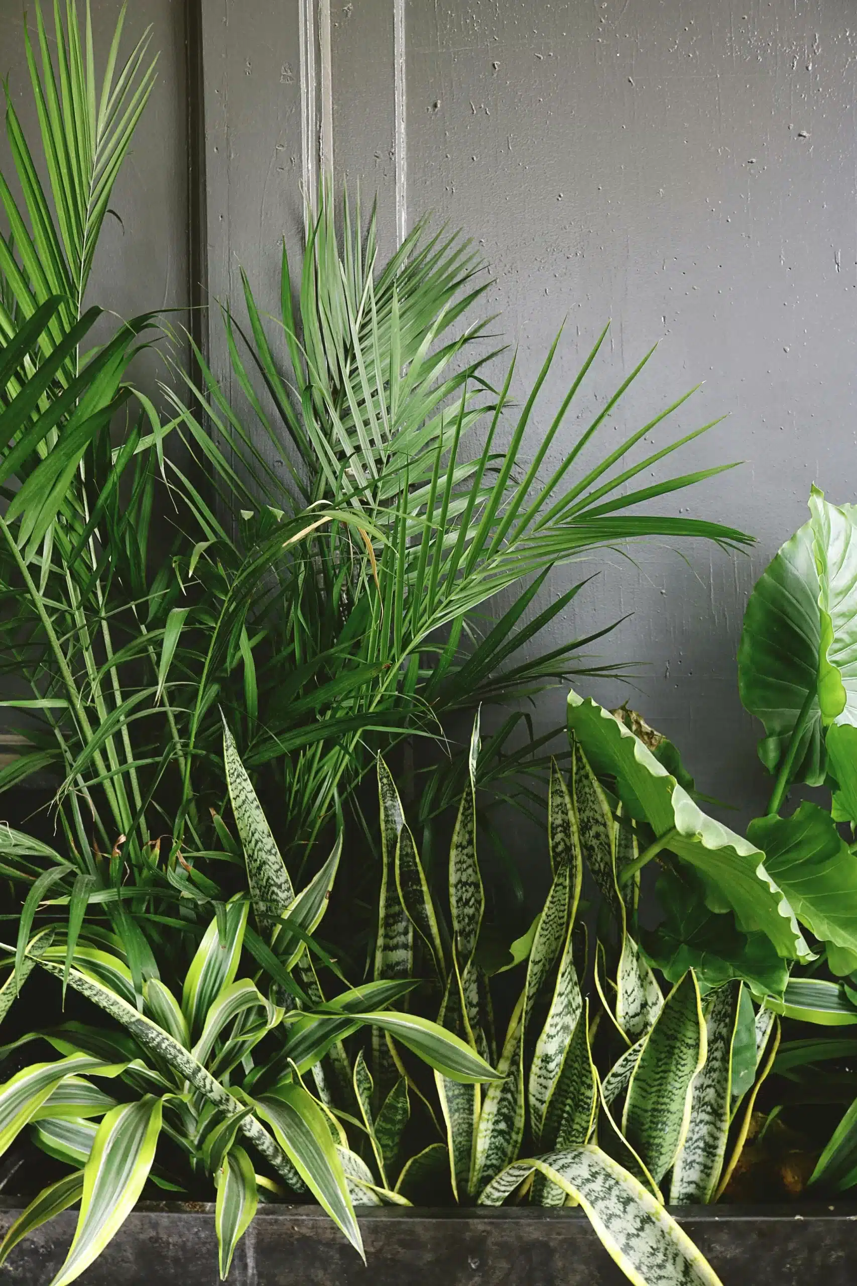 Tropical indoor plants