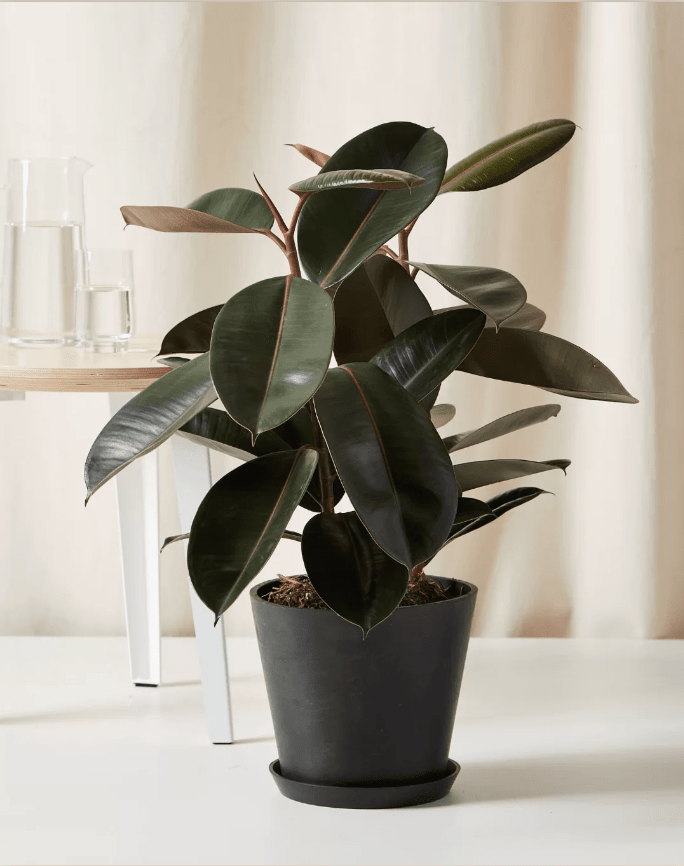 rubber plant purple