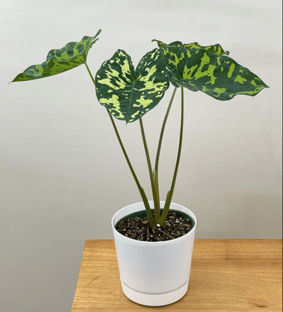 Alocasia hilo beauty in white pot