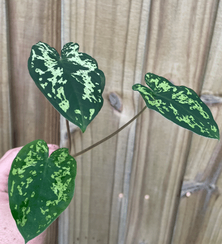 Alocasia hilo beauty nodes