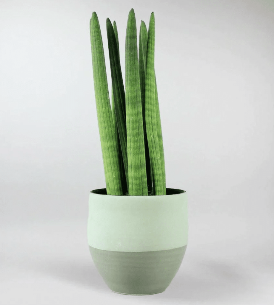 Cylindrical snake plant in green pot