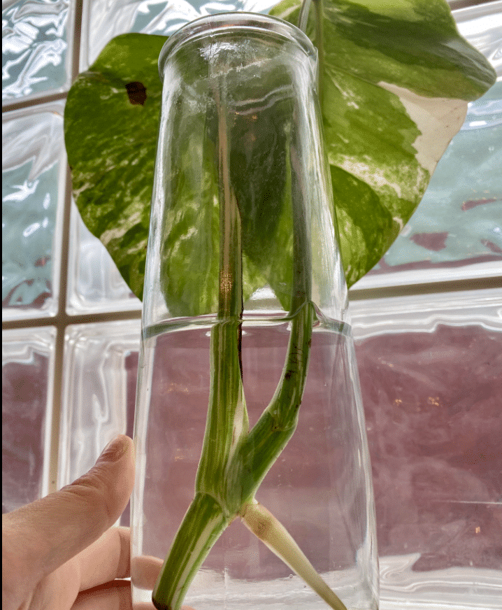 Monstera white cutting in water